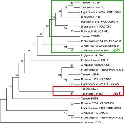 The Kinase USK1 Regulates Cellulase Gene Expression and Secondary Metabolite Biosynthesis in Trichoderma reesei